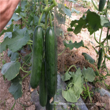 Suntoday Parthenocarpy tolerante ao calor e sementes de pepino híbrido F1 de estufa de fruta 2-3 baixas (13001)